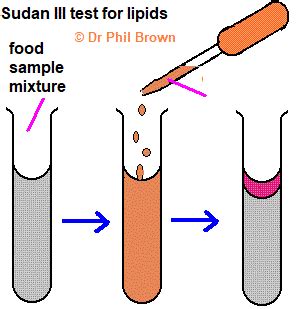 test for lipids sudan iii|Sudan III (test for lipids) Flashcards .
